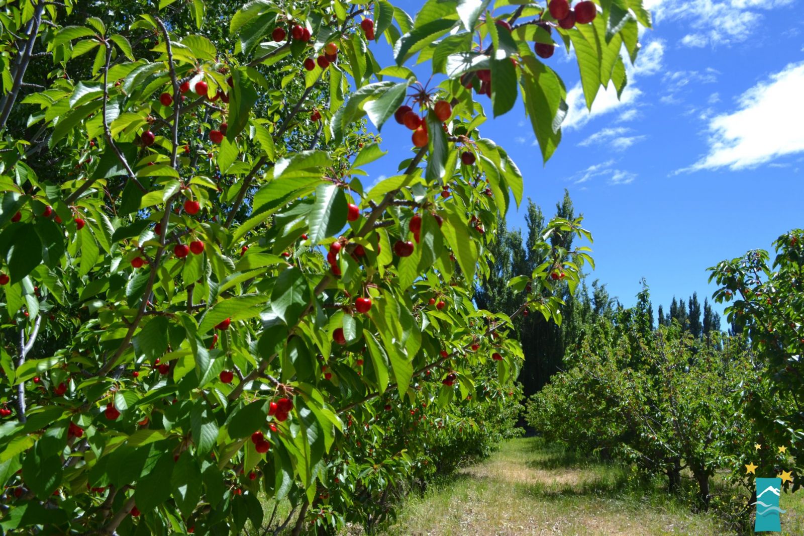 Temporada de cosecha de cerezas. 